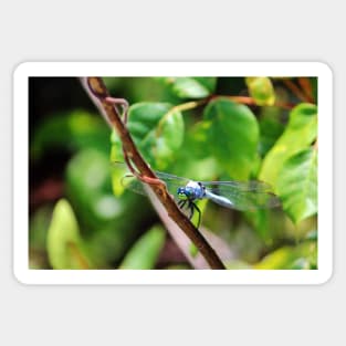 Eastern Pondhawk Sticker